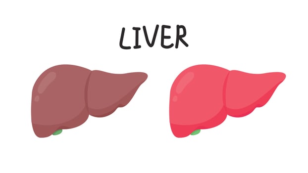 Liver cartoon vector. free space for text. wallpaper. background. vector