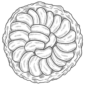 tarte tatin france dessert snack isolated doodle hand drawn sketch with outline style vector illustration