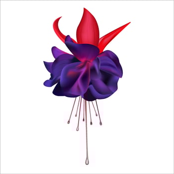 Bright purple fuchsia flower isolated on a white background vector