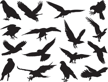 falcon eagle silhouette vector