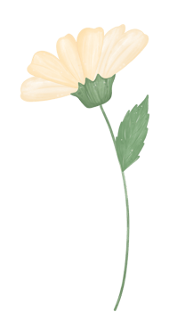 cute daisy flower watercolour illustration png