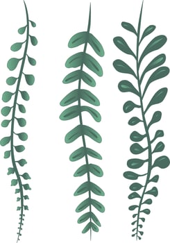 Vine Plants String of Pearls Succulents Drawing Vector