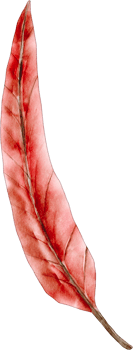 watercolor red leaf png
