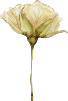 watercolor white floral png