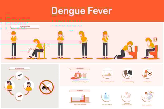 Infographics of dengue fever.symptoms prevention and treatments. Vector illustration.