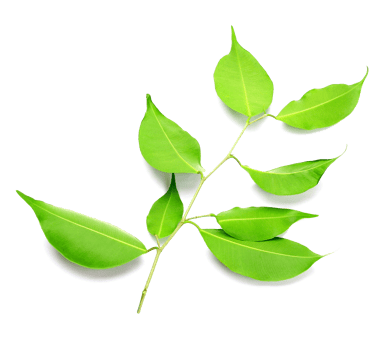 Twig with green leaves on transparent background png file