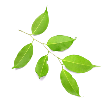 Twig with green leaves on transparent background png file