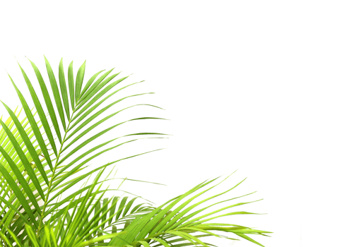 tropical green palm leaf on transparent background png file