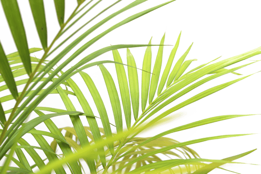 tropical green palm leaf on transparent background png file