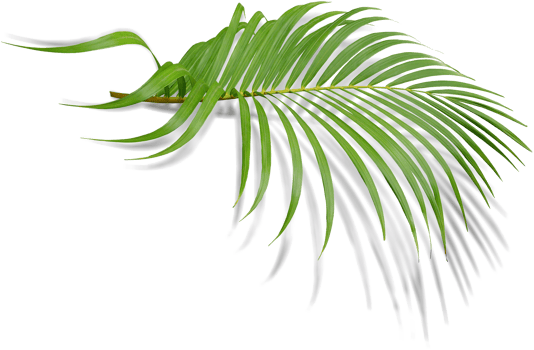 green leaf of palm tree with shadow on transparent png file