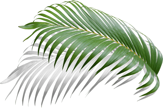 green leaf of palm tree with shadow on transparent png file