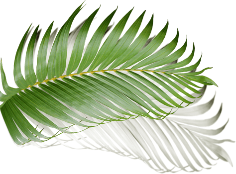 green leaf of palm tree with shadow on transparent png file