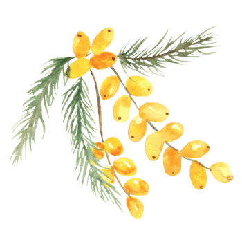 Watercolor a sprig of sea buckthorn berries with leaves png