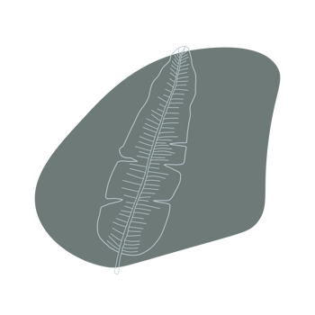 Botanical line art png