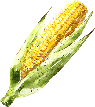 Corn hand drawn watercolor painting png