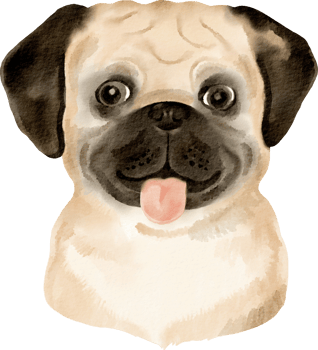 watercolor pug dog png
