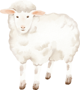 watercolor sheep cute clip art png