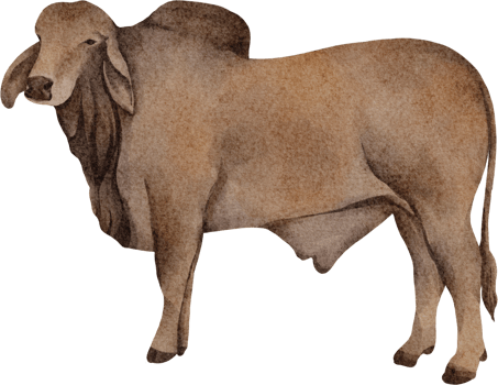 watercolor ox clip art png
