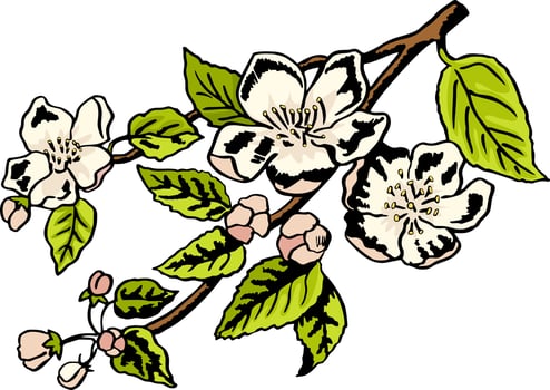 Hand drawing apple tree branch. Color drawing sketch. Spring, nature, blooming apple tree vector