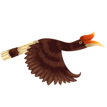 illustration of hornbills, fauna in tropical forests png
