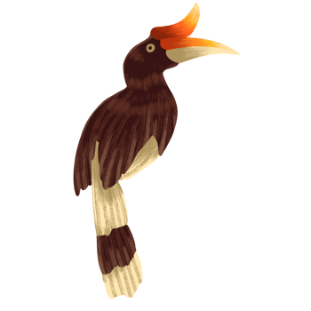 illustration of hornbills, fauna in tropical forests png