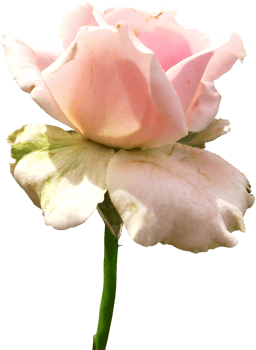 close up of isolated rose flower cut out png