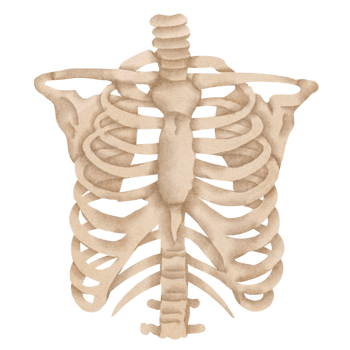 watercolor rib bone png