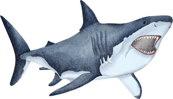 watercolor shark clip art png
