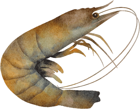 watercolor shrimp clip art png