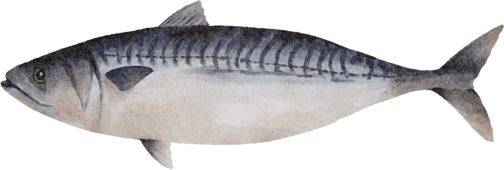 watercolor mackerel clip art png