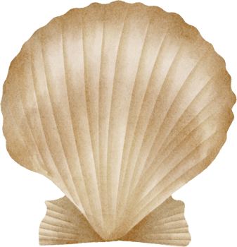 watercolor scallop shell clip art png