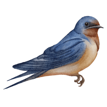 watercolor bird clip art png