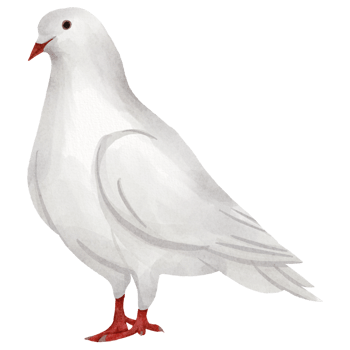 watercolor dove bird png