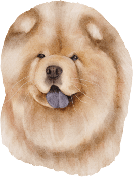 watercolor chow chow dog png
