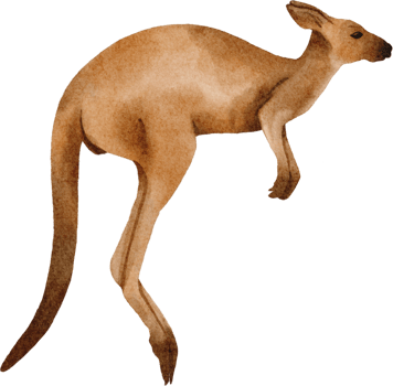 kangaroo watercolor clip art png