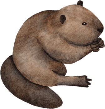 Beaver watercolor clip art png