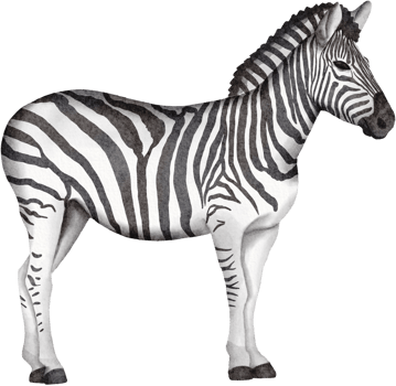 watercolor zebra clip art png