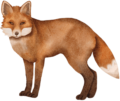 watercolor fox clip art png