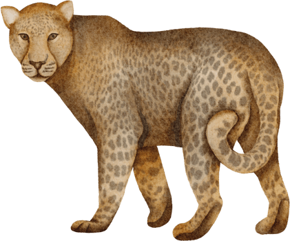 watercolor leopard clip art png