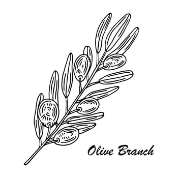 Olive branch. Isolated olives illustration element vector