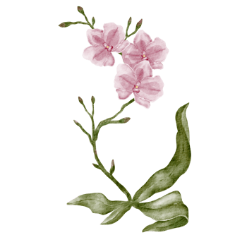 watercolor orchid clip art flower png