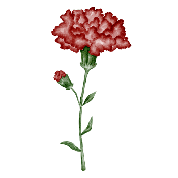 watercolor carnation flower clip art red png