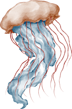 watercolor jellyfish cartoon png