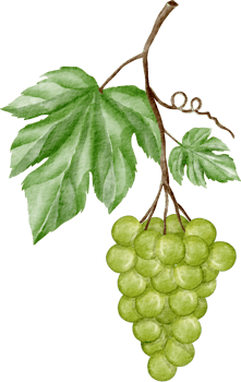watercolor grape  green png