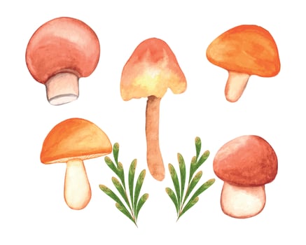 Watercolor Mushroom clipart Set, hand-drawn mushroom illustration on transparent background vector