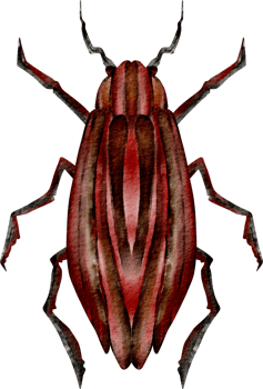 watercolor insect clip art png