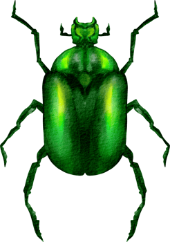 watercolor scarab clip art png