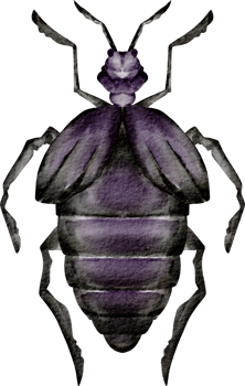 watercolor scarab clip art png