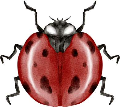 watercolor ladybug clip art png