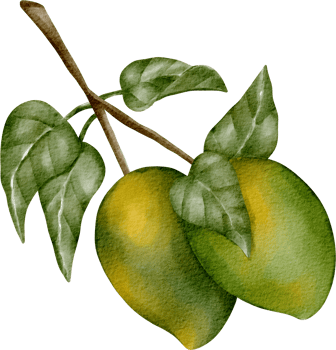 watercolor mango tree png